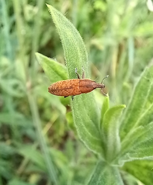 Lixus brevipes - vaskosorrú dudvabarkó