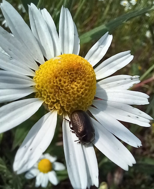 Chrysolina marginata - nyúlánk szegélyeslevelész