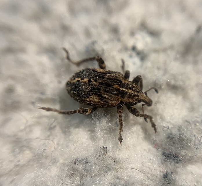 Brachypera dauci - gólyaorr-gubósormányos