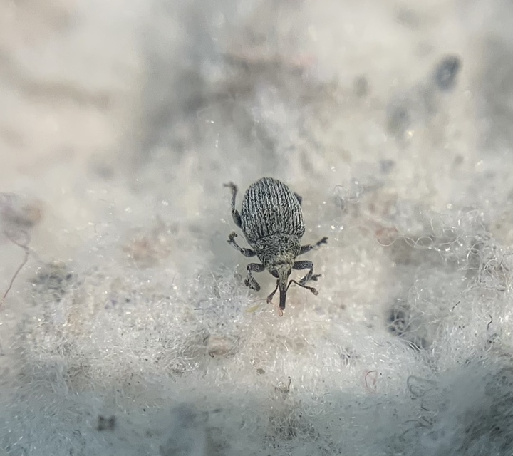 Ceutorhynchus pulvinatus - kis zsombor-ceutormányos