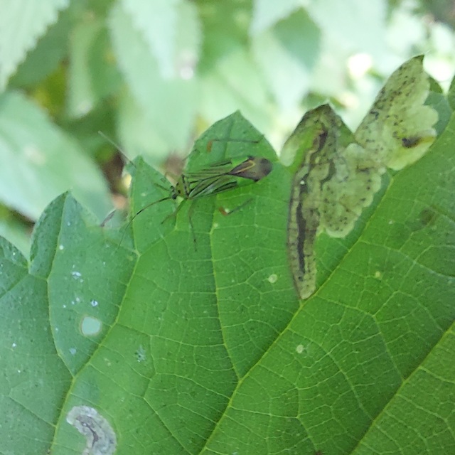 Mermitelocerus schmidtii