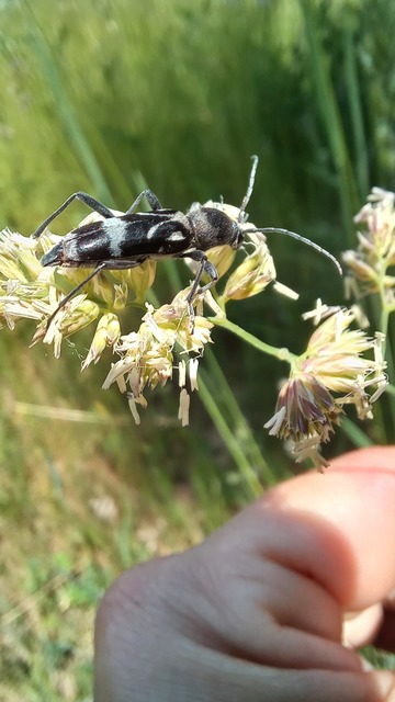 Chlorophorus figuratus - rajzos darázscincér