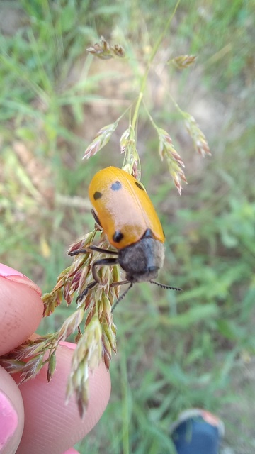 Lachnaia sexpunctata - szőrösnyakú zsákhordóbogár