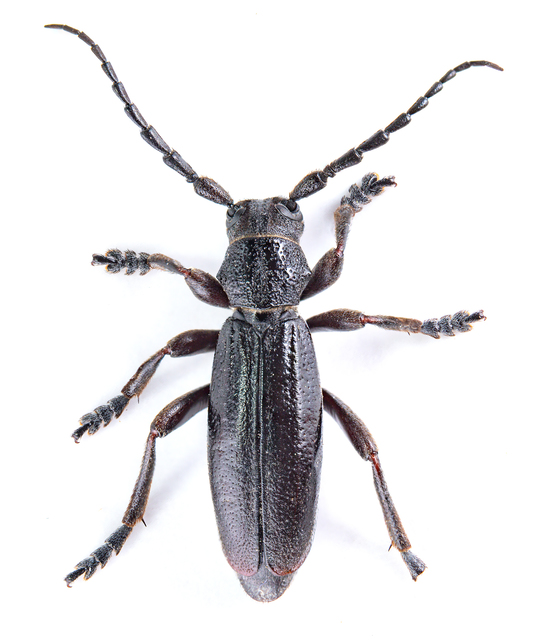 Dorcadion cervae - pusztai gyalogcincér