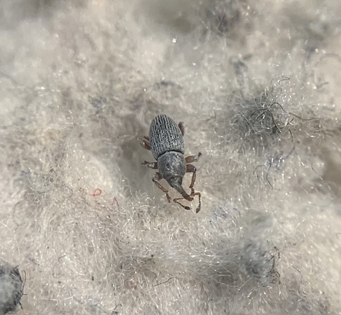 Tychius pumilus - törpe tímárormányos