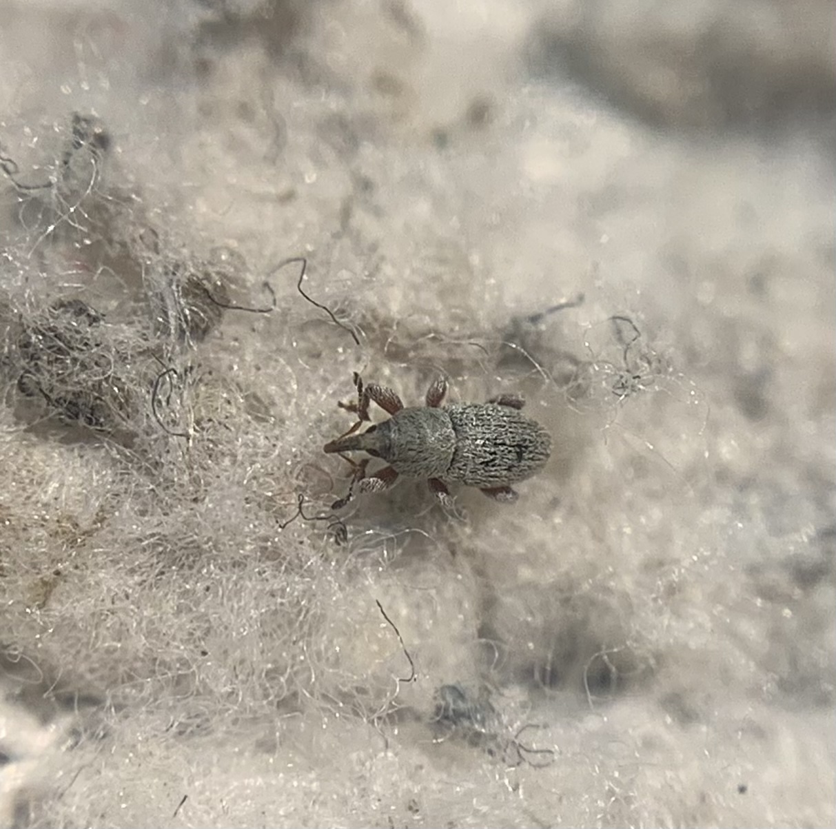 Tychius picirostris - szurkosorrú tímárormányos