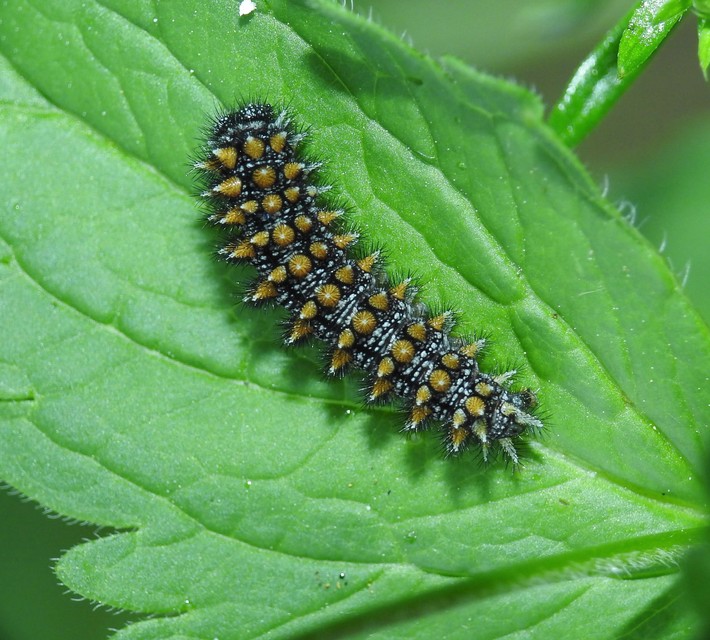 Melitaea