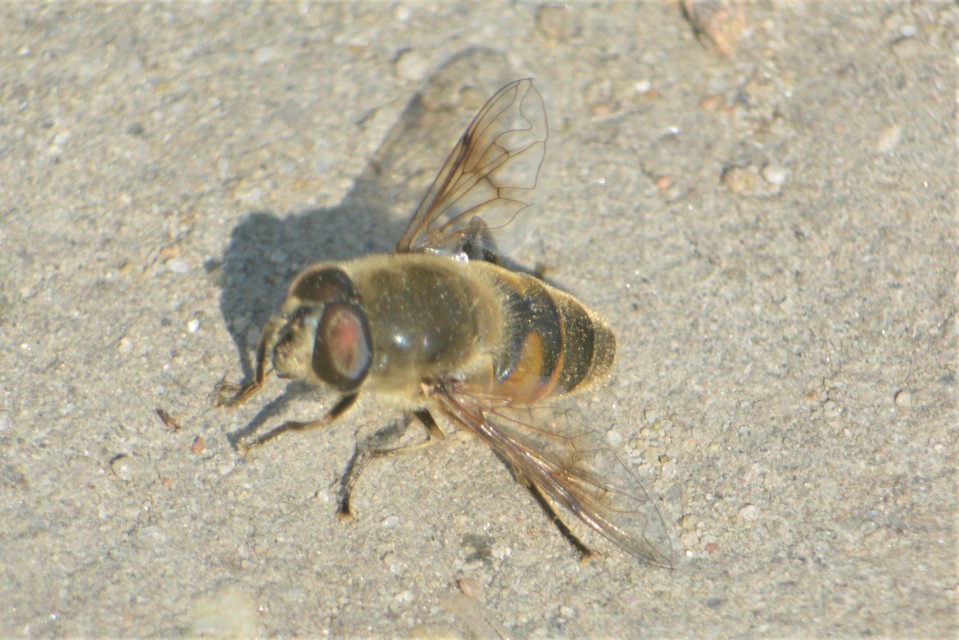 Eristalis tenax - közönséges herelégy