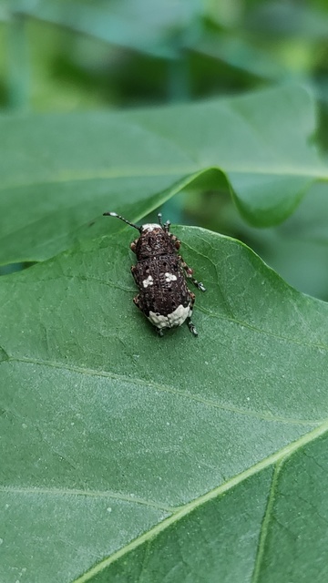 Platystomos albinus - nagybajuszú orrosbogár