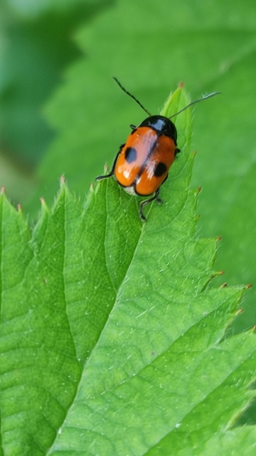 Cryptocephalus bipunctatus - kétpettyes zömökbogár