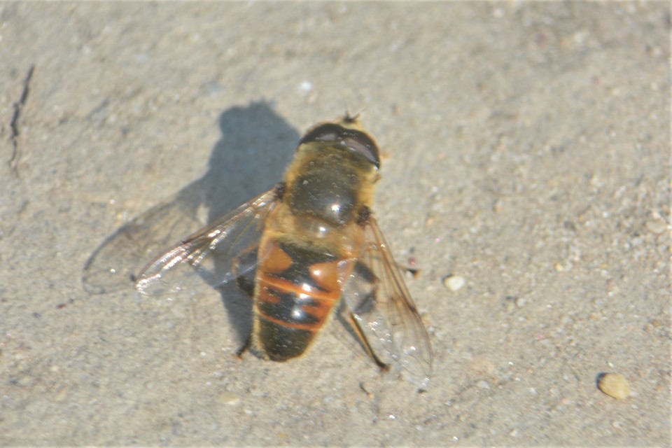 Eristalis tenax - közönséges herelégy