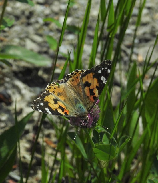 Vanessa cardui - bogáncslepke