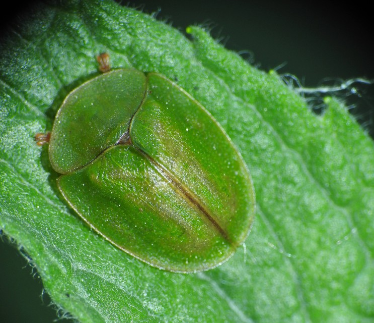 Cassida viridis - zöld pajzsbogár Cassida viridis - zöld pajzsbogár