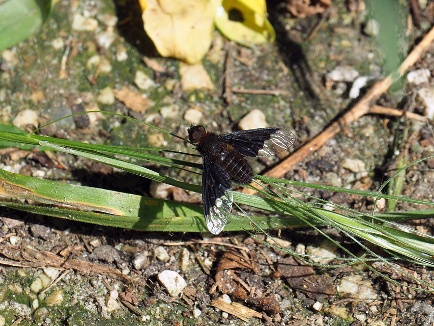 Hemipenthes morio - közönséges gyászlégy