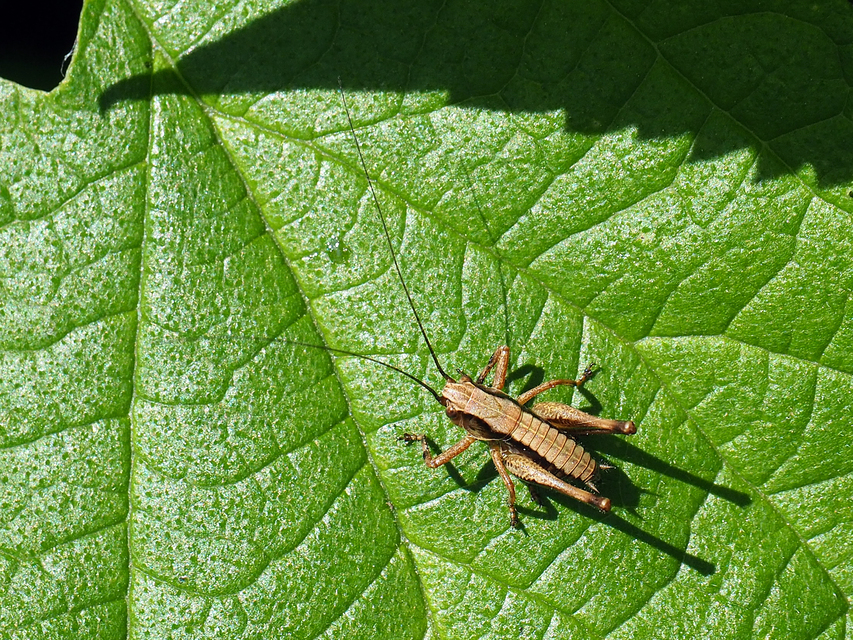 Pholidoptera griseoaptera - szürke avarszöcske