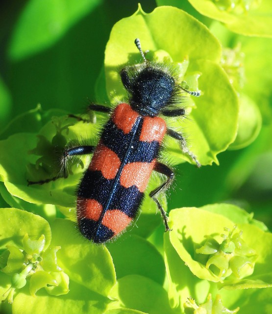 Trichodes favarius - hatfoltos méhészbogár