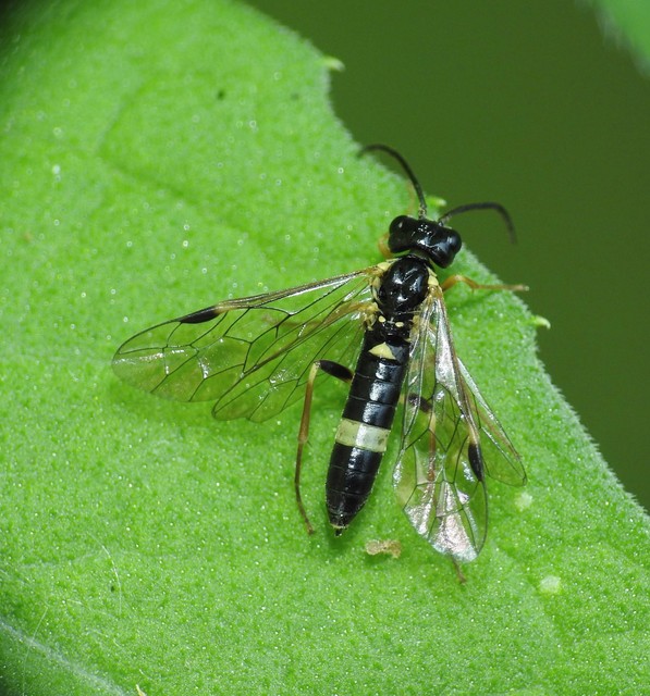 Hymenoptera - Hártyásszárnyúak