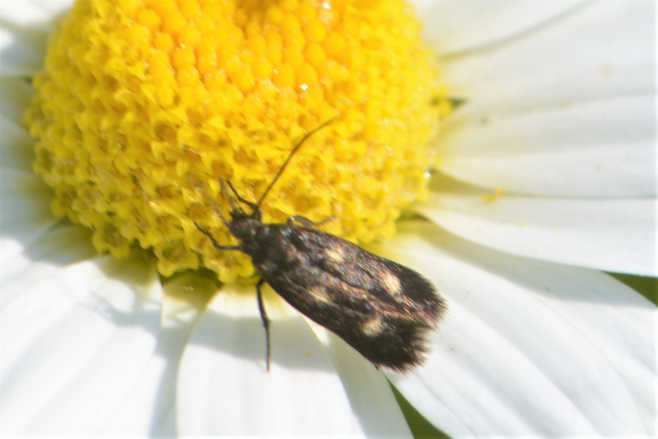 Parascythris muelleri - kétpettyes zöldmoly