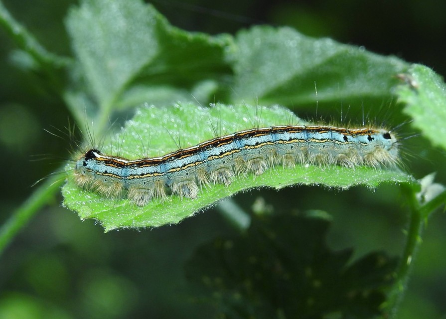 Malacosoma neustria - gyűrűsszövő
