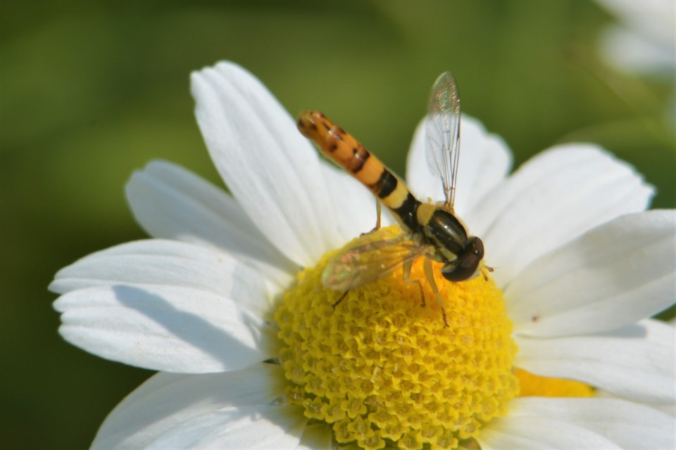 Sphaerophoria