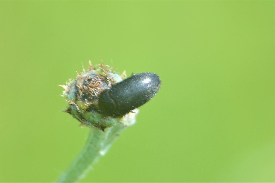 Dermestes