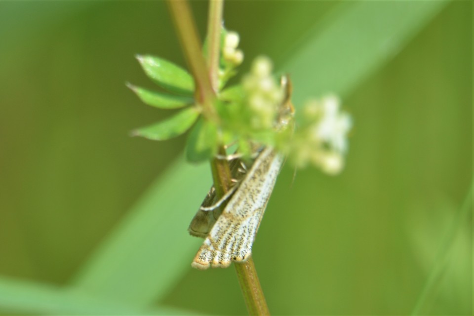 Thisanotia chrysonuchella - tavaszi fűgyökérmoly
