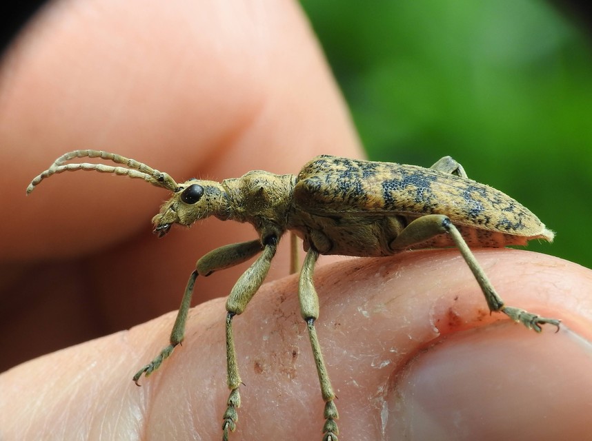 Rhagium sycophanta - tölgyes-tövisescincér
