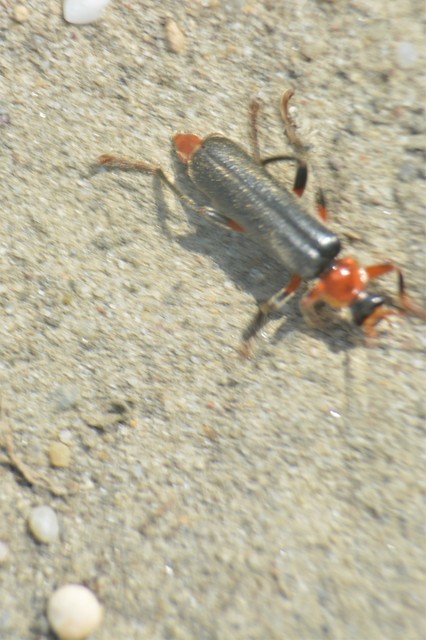 Cantharis livida - mezei lágybogár
