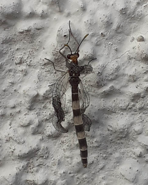 Megistopus flavicornis - kétfoltos hangyaleső Megistopus flavicornis - kétfoltos hangyaleső