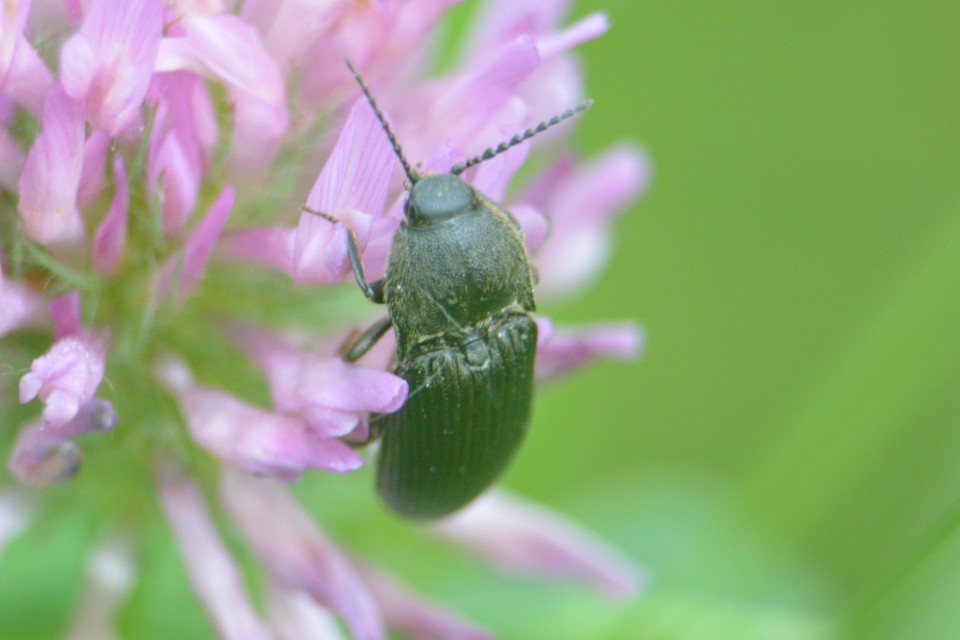 Melanotus punctolineatus - sávos gyászpattanó