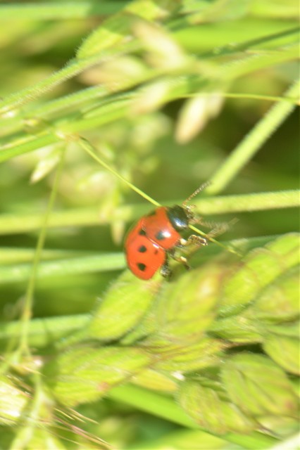 Gonioctena fornicata - közönséges lucernabogár