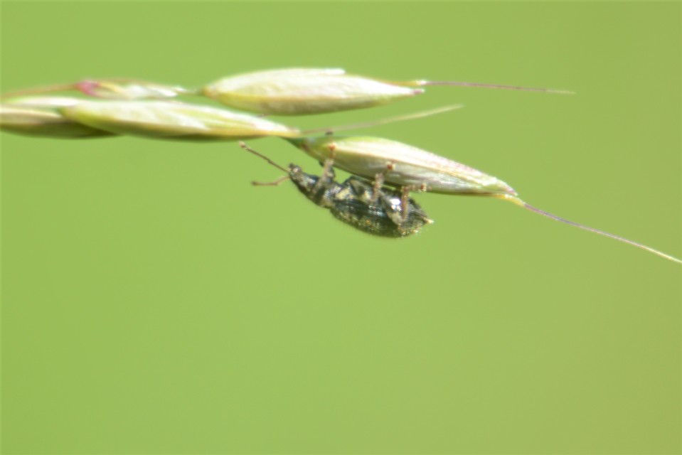 Phyllobius betulinus - változékony levélormányos