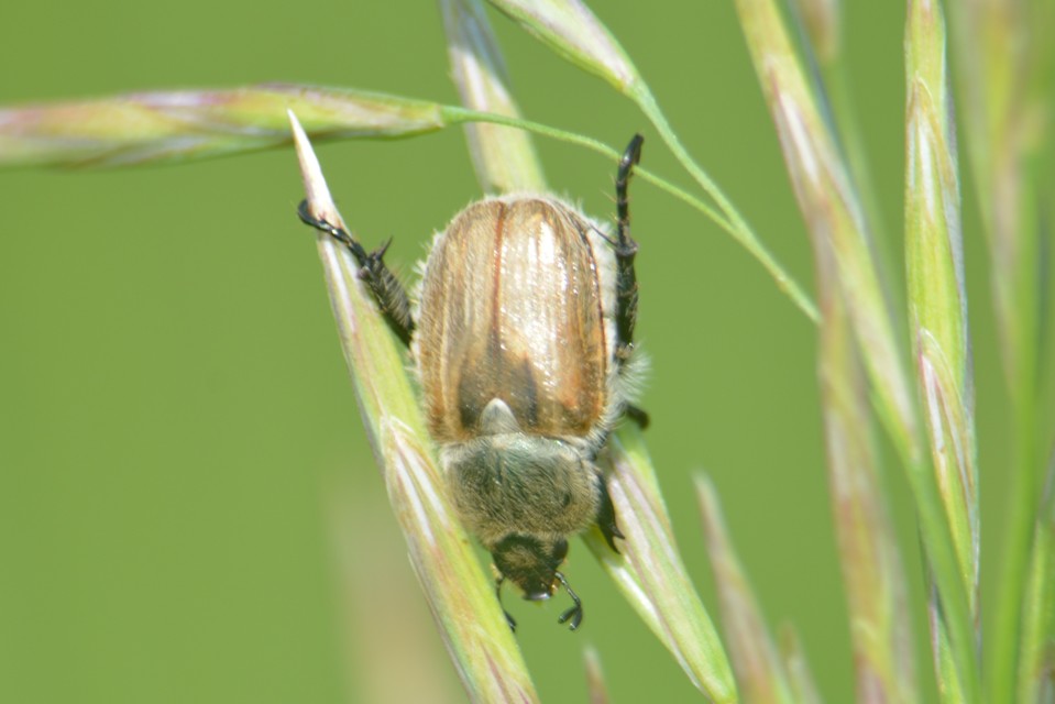 Chaetopteroplia segetum - rozsszipoly