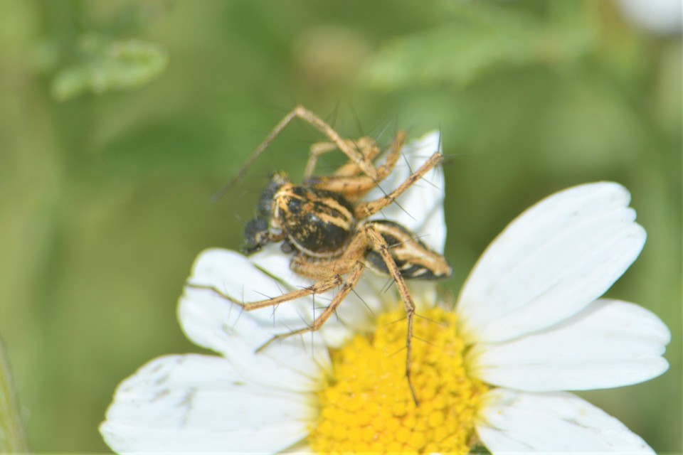 Oxyopes heterophthalmus - homoki hiúzpók