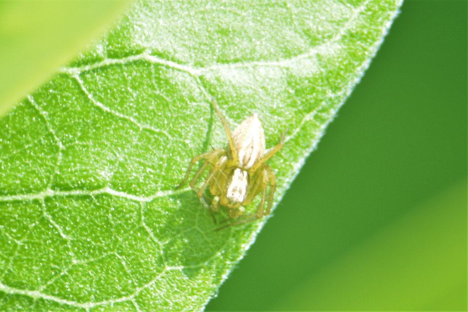 Oxyopes lineatus