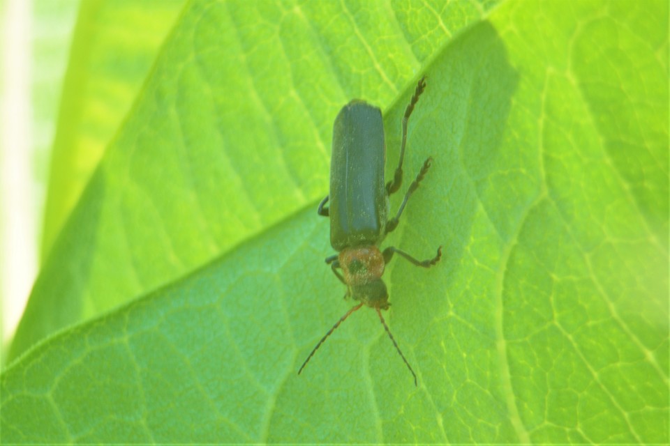 Cantharis rustica - suszterbogár