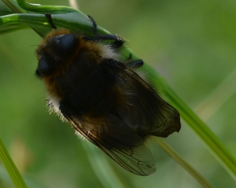 Cephenemyia auribarbis - szarvas-garatbagócs