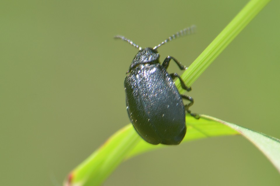 Galeruca tanaceti - fekete olajosbogár