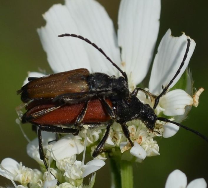 Anastrangalia sanguinolenta - kétszínű virágcincér