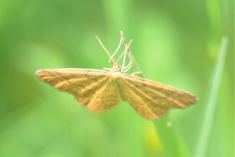 Idaea serpentata - kis sávosaraszoló
