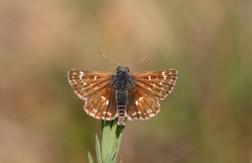 Spialia orbifer - törpe busalepke