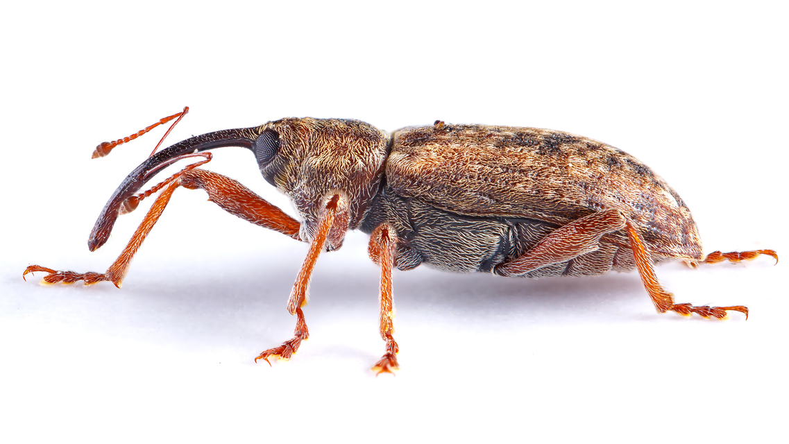 Dorytomus longimanus - kétalakú hangormányos