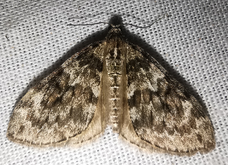 Thera variata - változékony fenyőaraszoló
