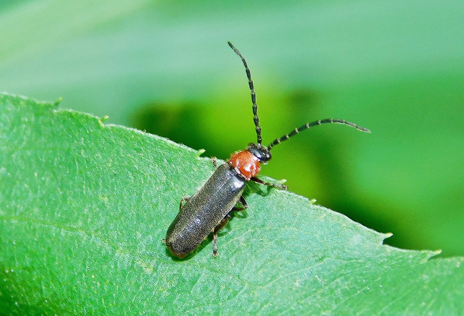 Crudosilis ruficollis - parti lágybogár