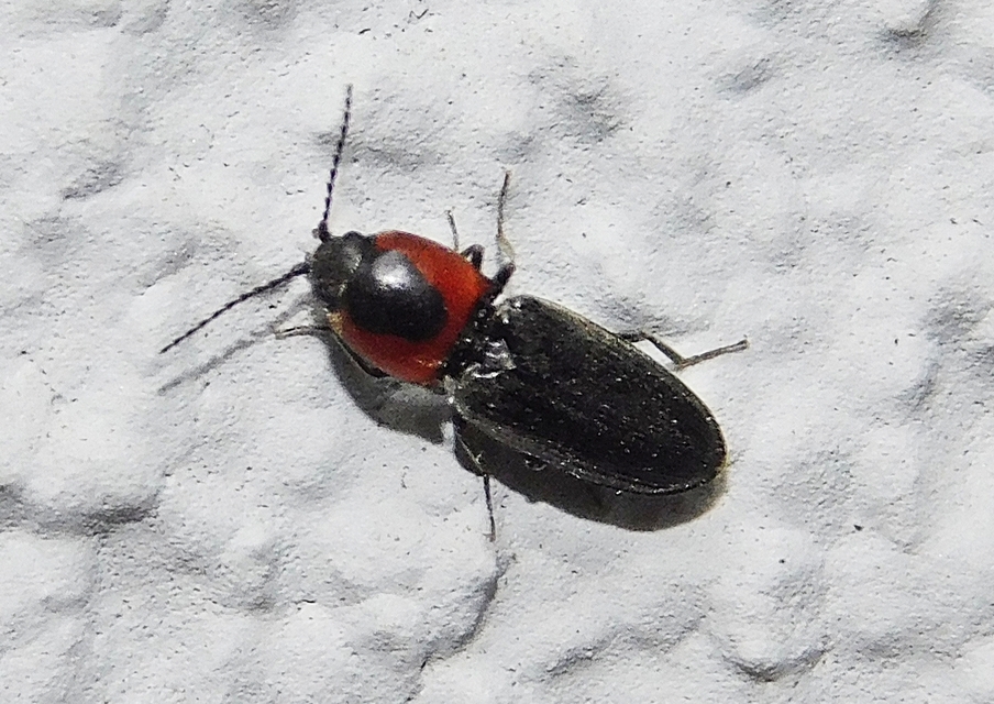 Cardiophorus discicollis - korongfoltos szívespattanó