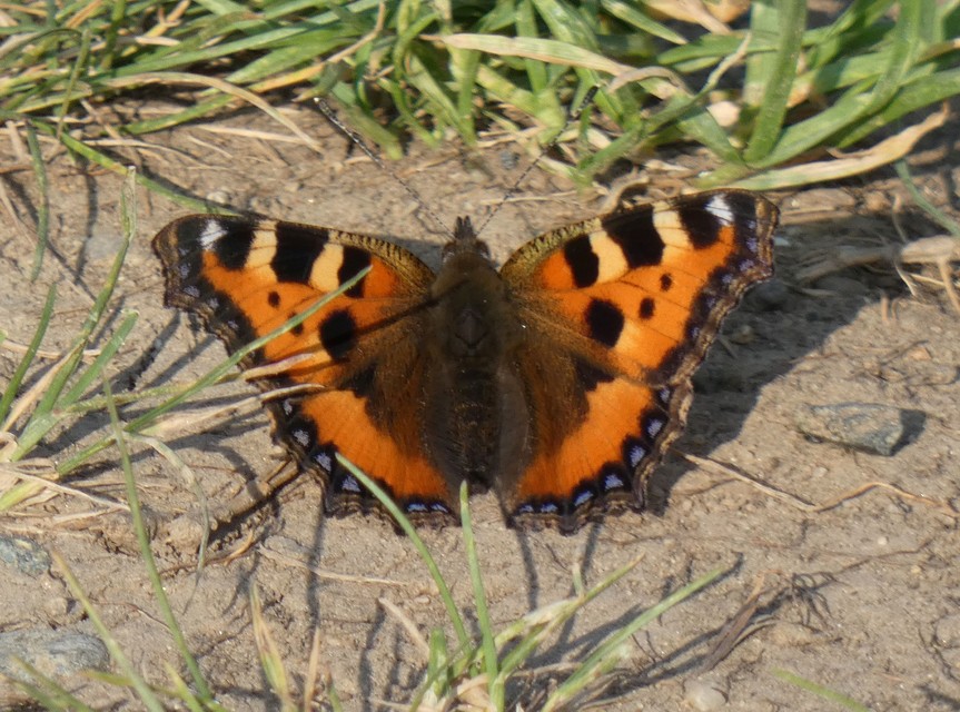 Nymphalis urticae - kis rókalepke