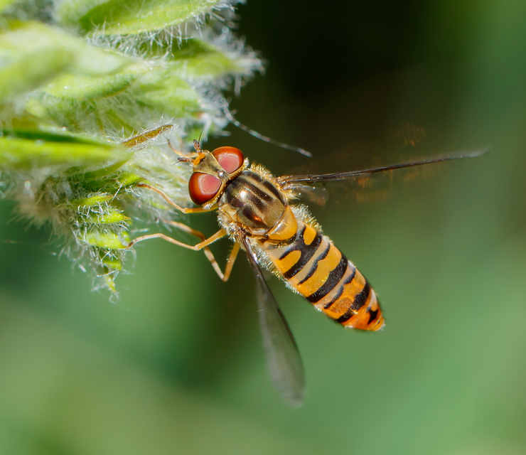 Episyrphus balteatus - ékfoltos zengőlégy Episyrphus balteatus - ékfoltos zengőlégy