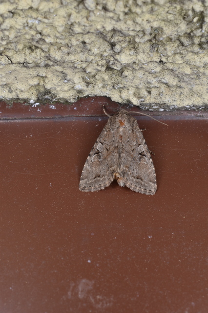 Apterogenum ypsillon - ipszilon-erdeibagoly