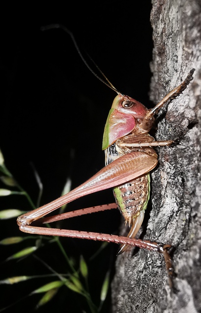 Decticus verrucivorus - szemölcsevő szöcske