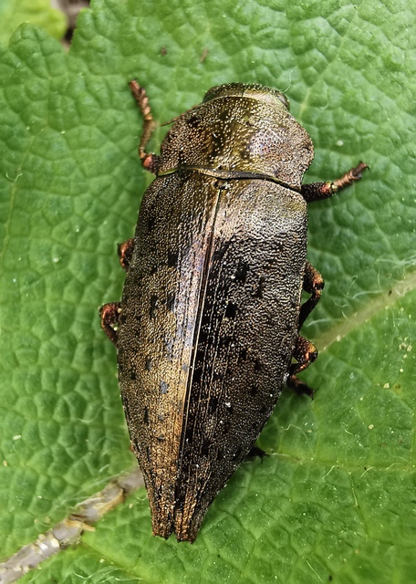 Dicerca berolinensis - bükkfa-díszbogár